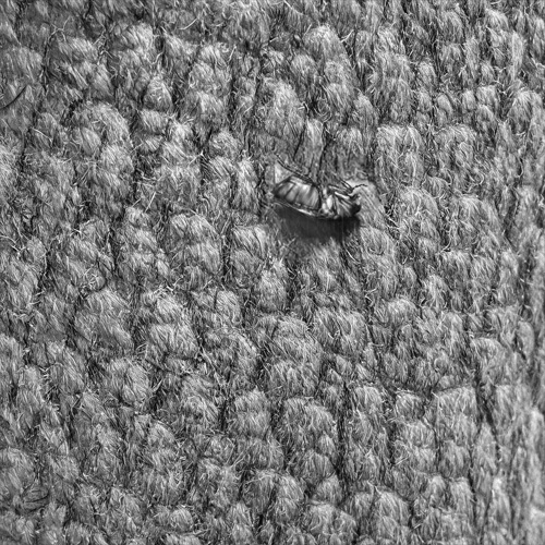 Vision King detectando insetos Vision King detectando insetos